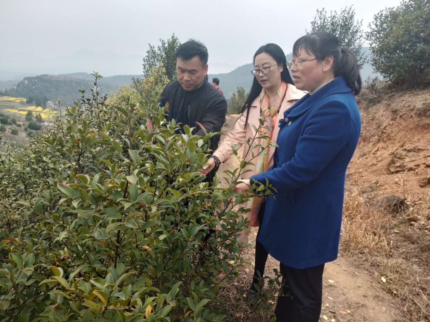 2019年4月18日公司負責人王本娥、李剛帶領福田河鎮扶貧辦各領導到基地看茶籽樹的生長狀態
